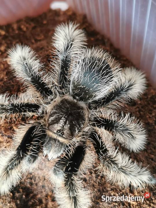 Dorosła para nicaragua Poznań