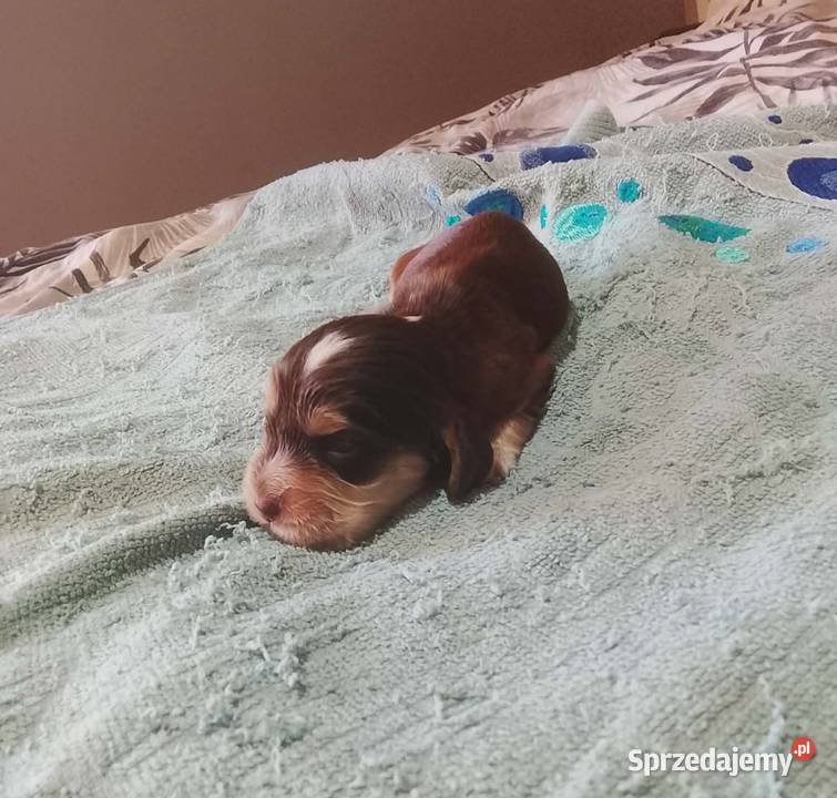 Cocker Spaniel Angielski Piesek Jutrosin sprzedam