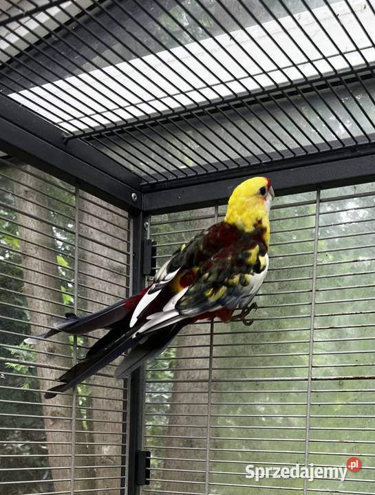 Rozella królewska Żółta Konstantynów Łódzki sprzedam