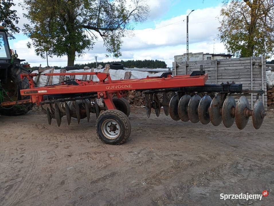 Talerzówka quivogne pomorskie Starogard Gdański
