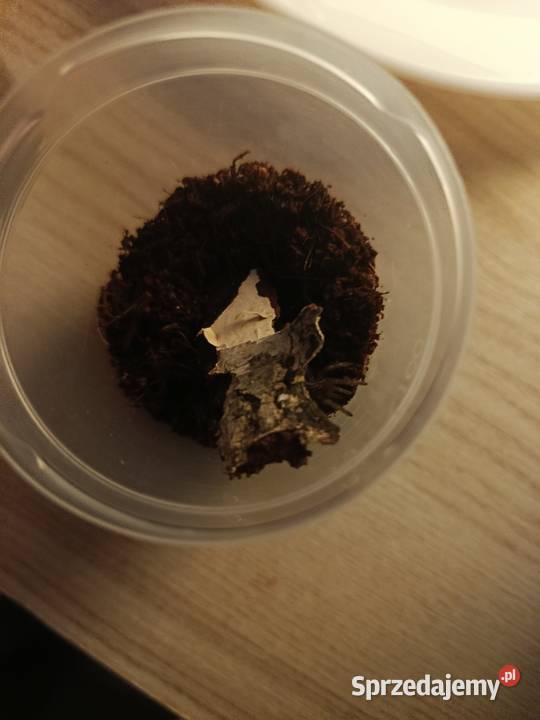 Wymienię 5 ptaszników Ciechanów