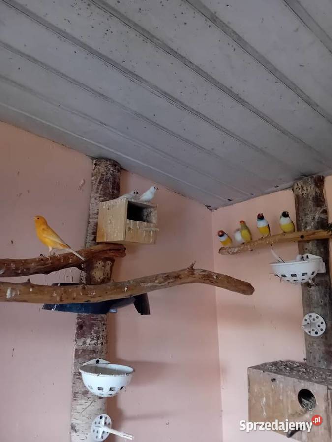 Kanarki zeberki papugi kolorowe Siedlce