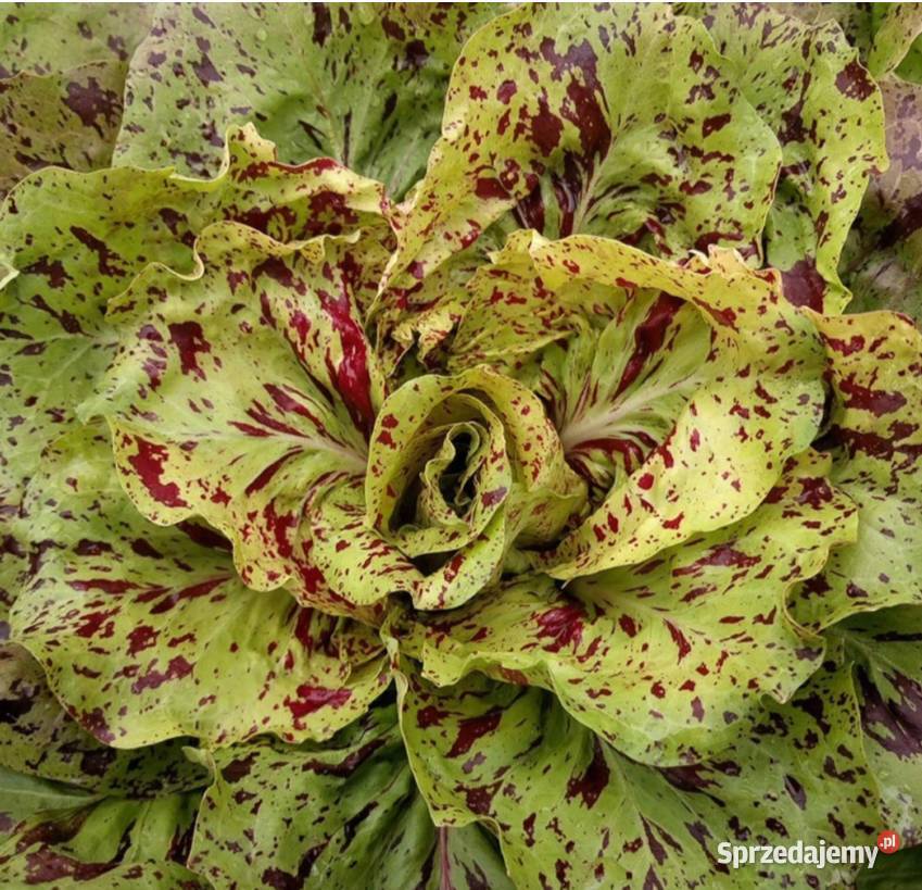 Mix sałat odrasta ścięciu nasiona kolorowe Kraków sprzedam