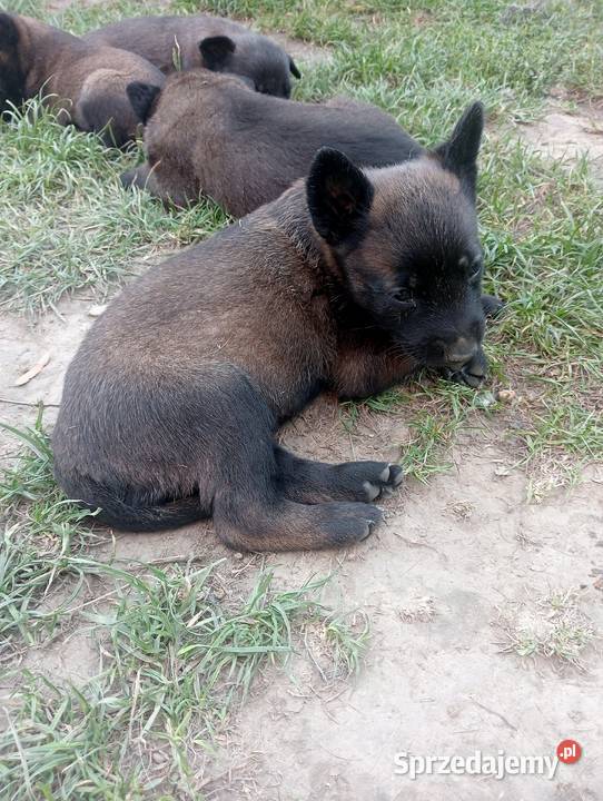 Owczarek belgijski malinois Jedlicze