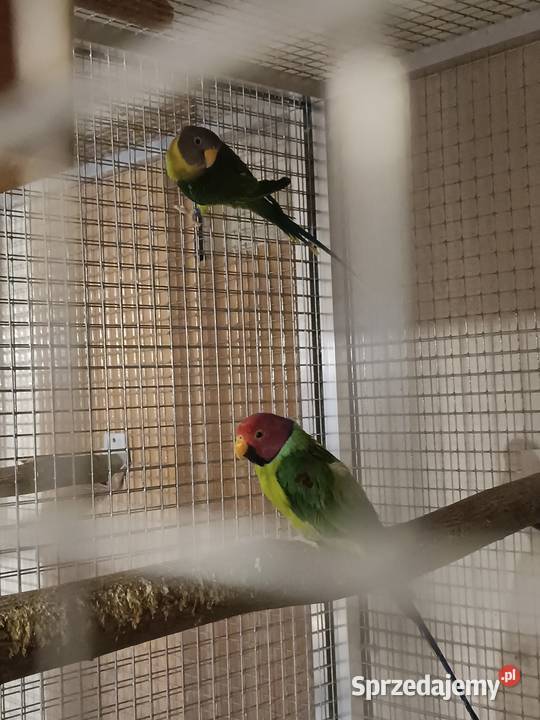 Sliwoglowe i rozowopiersne Ptaki