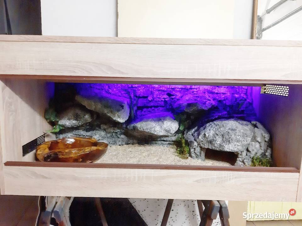 Okazja terrarium agamy gekona żółwia węża łódzkie Łódź