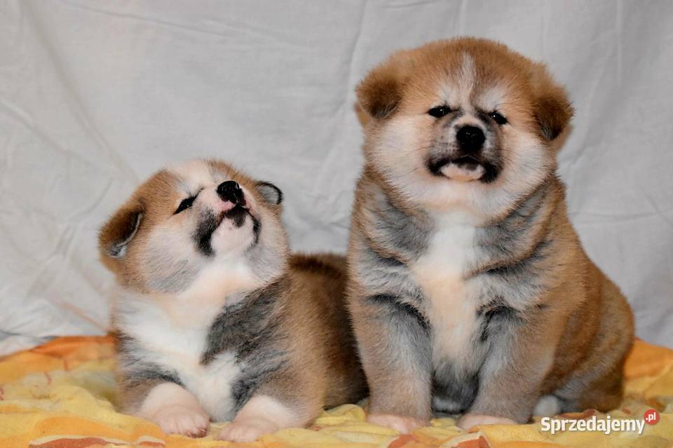 Akita Japonska czerwona suczka Akita Akita Morąg