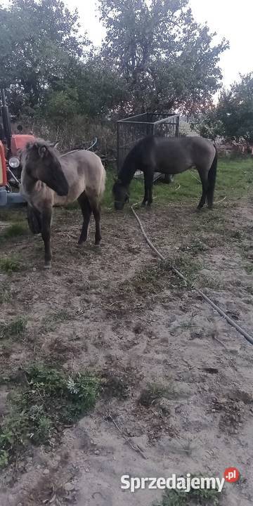 Sprzedam kobyłe ze źrubką