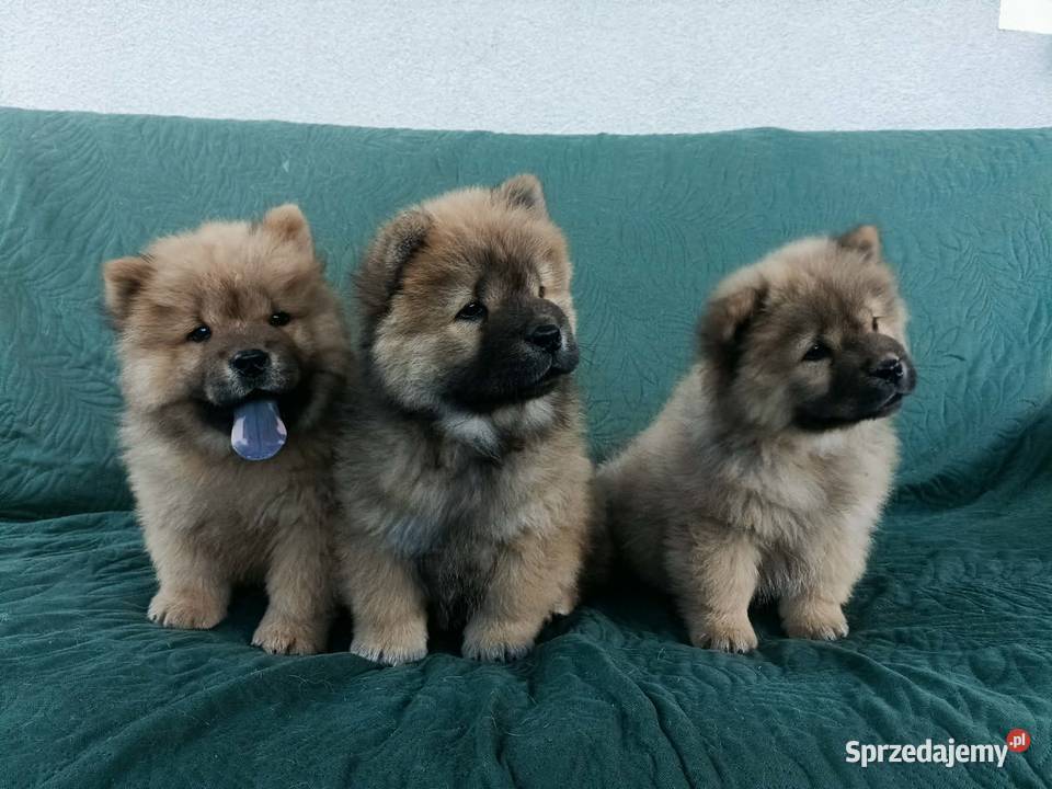 Wzorcowe Chow Chow doskonała budowa rodzice FCI Pozostałe Psy Krapkowice