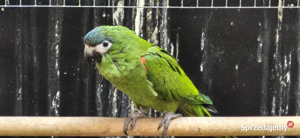 Redukcja hodowli papug