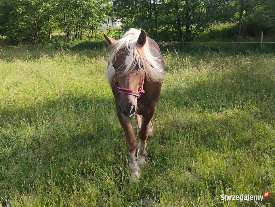 Sprzedam klacz mazowieckie sprzedam