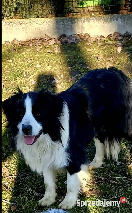 Border Collie Tarnów