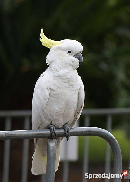 Kakadu żółtoczuba 2 letnia samica