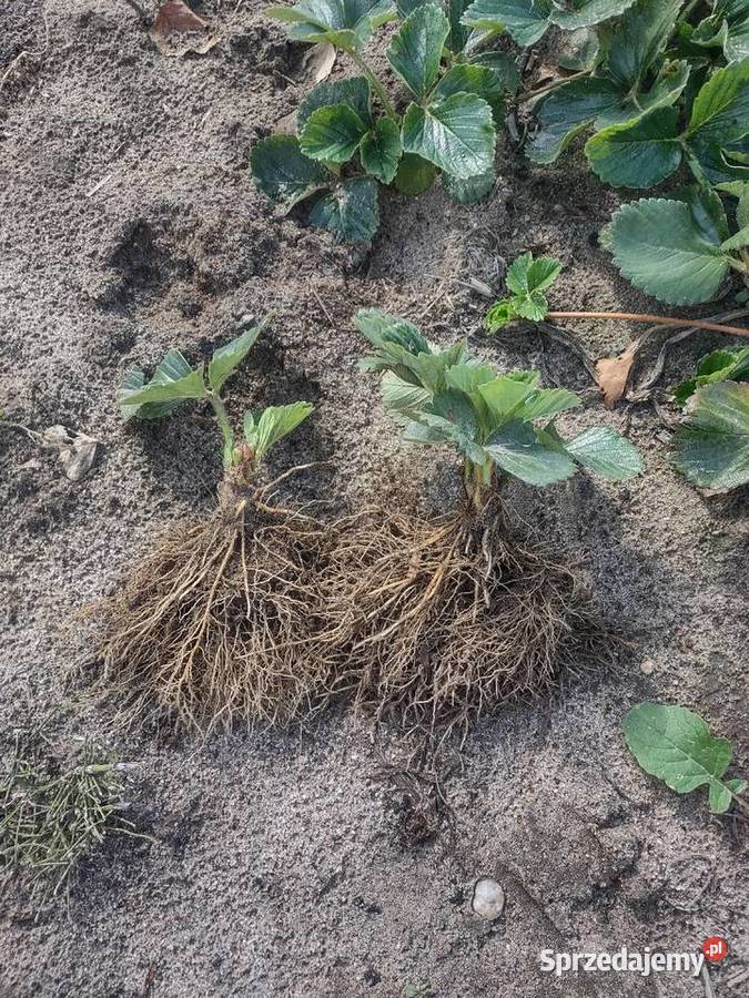 Flance rumby Baryczka