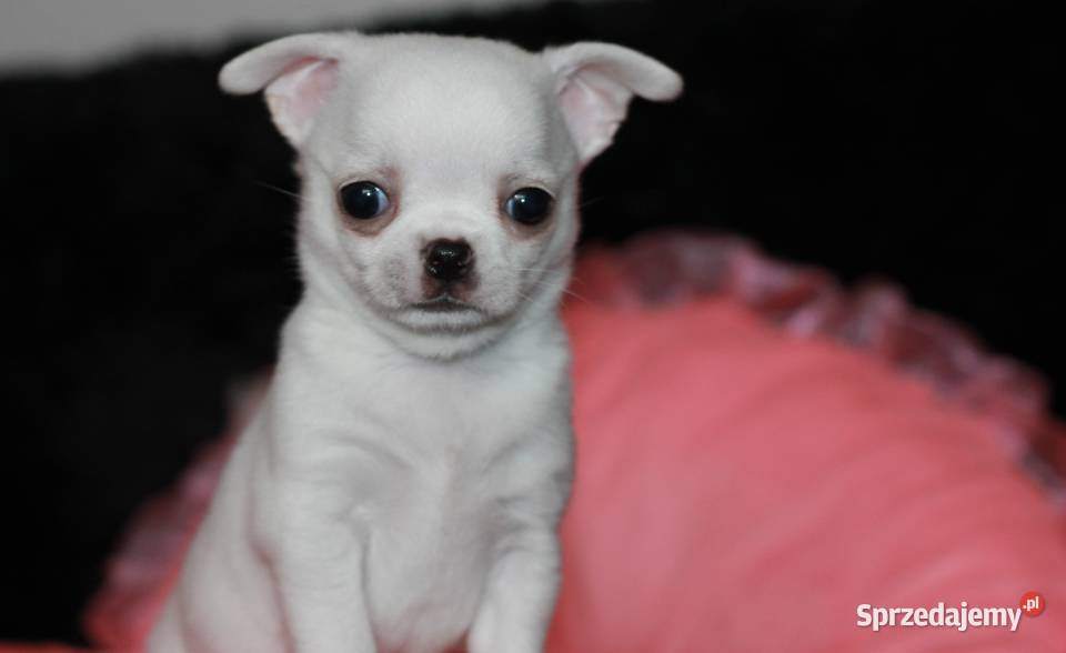 Chihuahua chłopiec ZKwP FCI Chihuahua Świnoujście