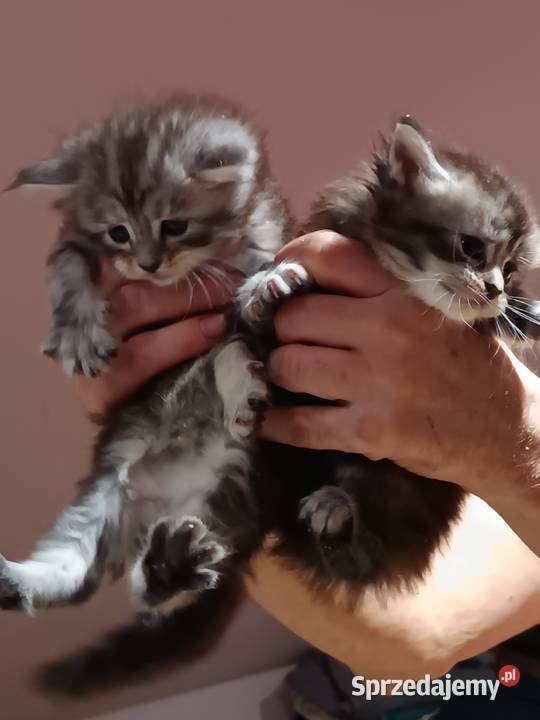 Śliczne kocięta Maine coon z rodowodem Prawęcin