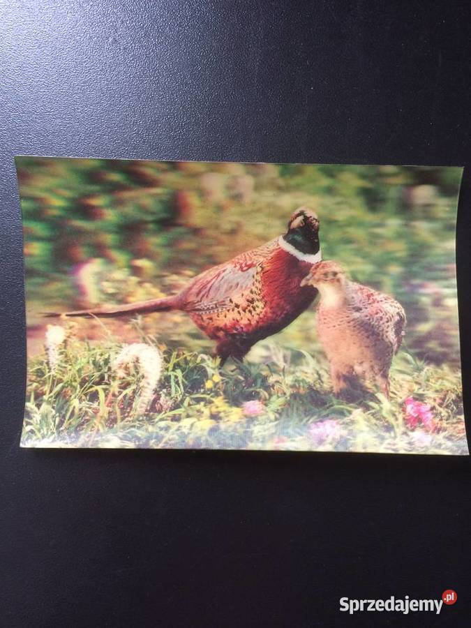 277 Pocztówki Trójwymiarowe 2 zachodniopomorskie Szczecin sprzedam