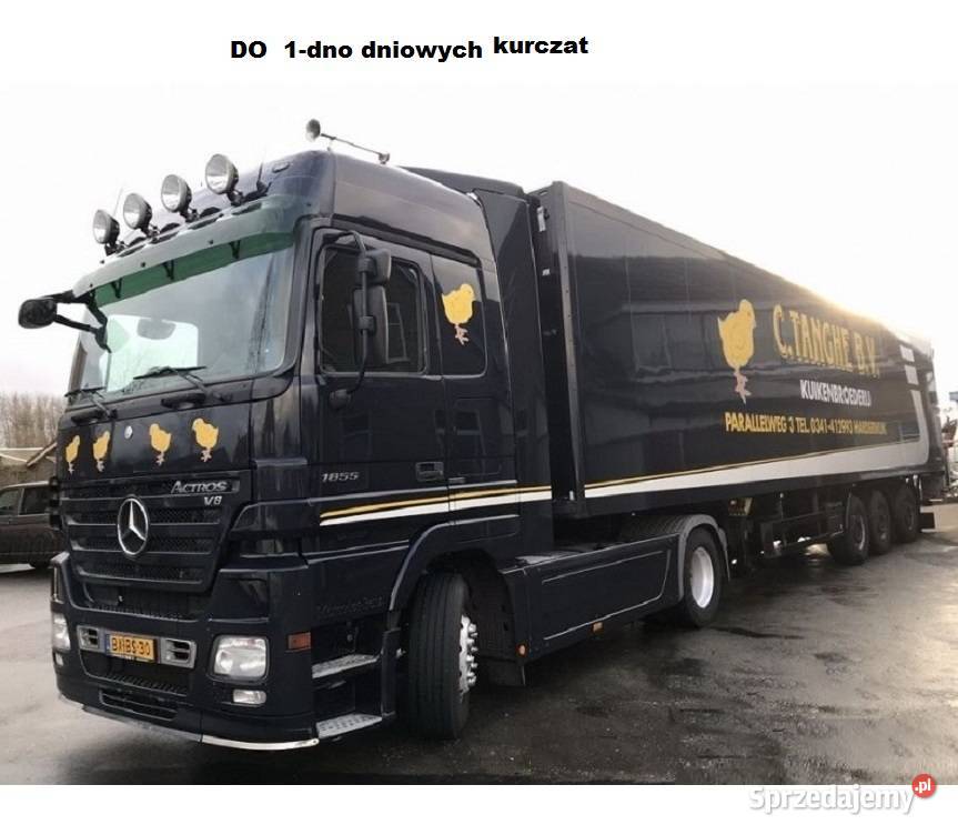 NACZEPA DO 1dno dniowych kurcząt piskląt