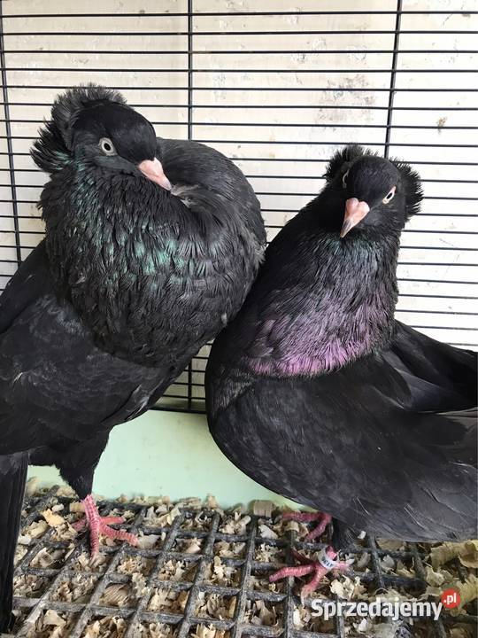 Garłacze Górnośląskie koroniaste małopolskie