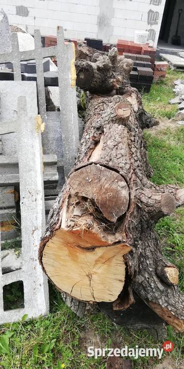 Pień kłoda gruszy Dom i Ogród