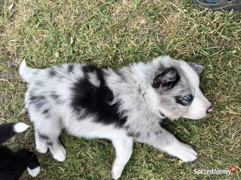 Border Collie suczka blue merle Zwierzęta Kamień