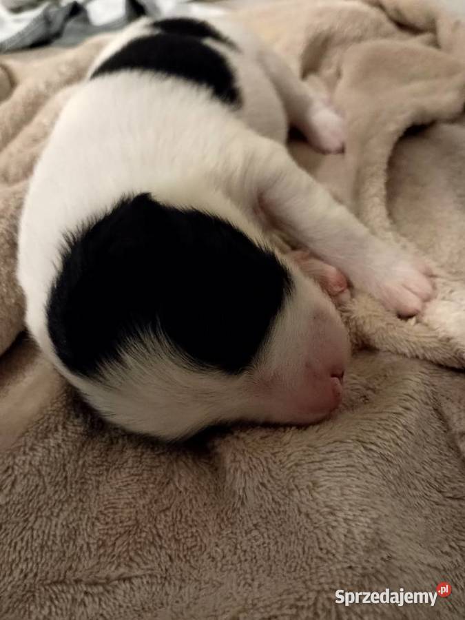 Border collie suczka czarno biała dolnośląskie Kaszyce Milickie sprzedam