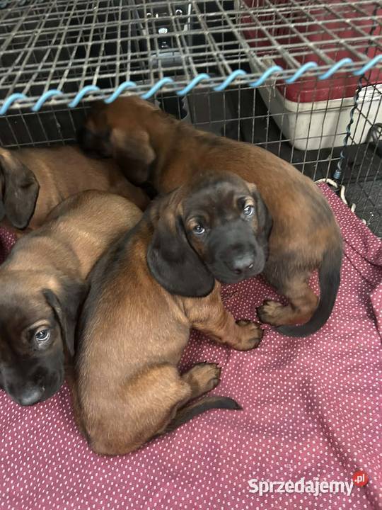 Posokowce bawarskie -szczenięta rodowodowe FCI