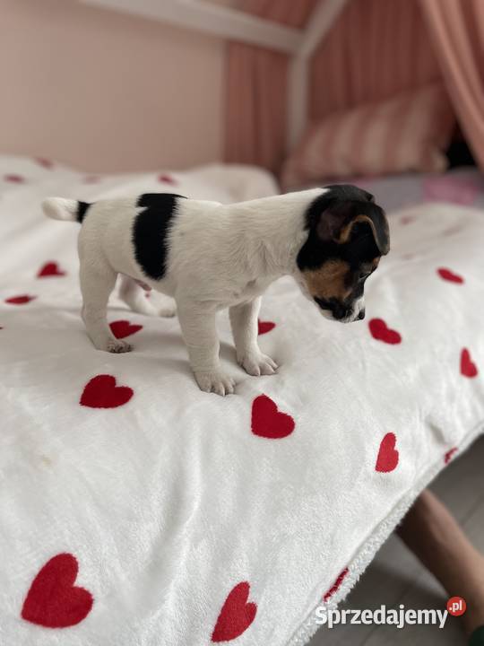 Jack Russell Terrier piesek Jack Russell Terrier Częstochowa