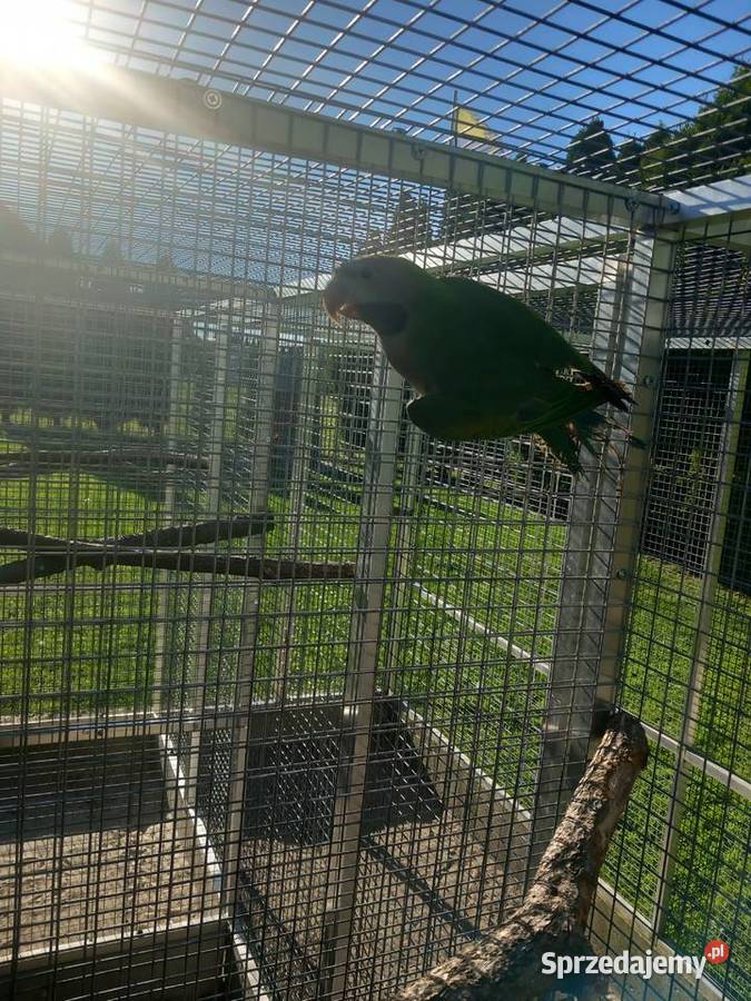 Sprzedam Aleksandrety Chińskie z woliery