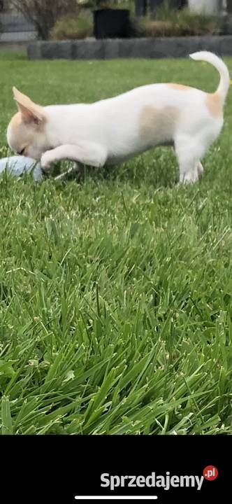 Chihuahua Szczenięta FCIZKwP Chihuahua opolskie Skarbiszów