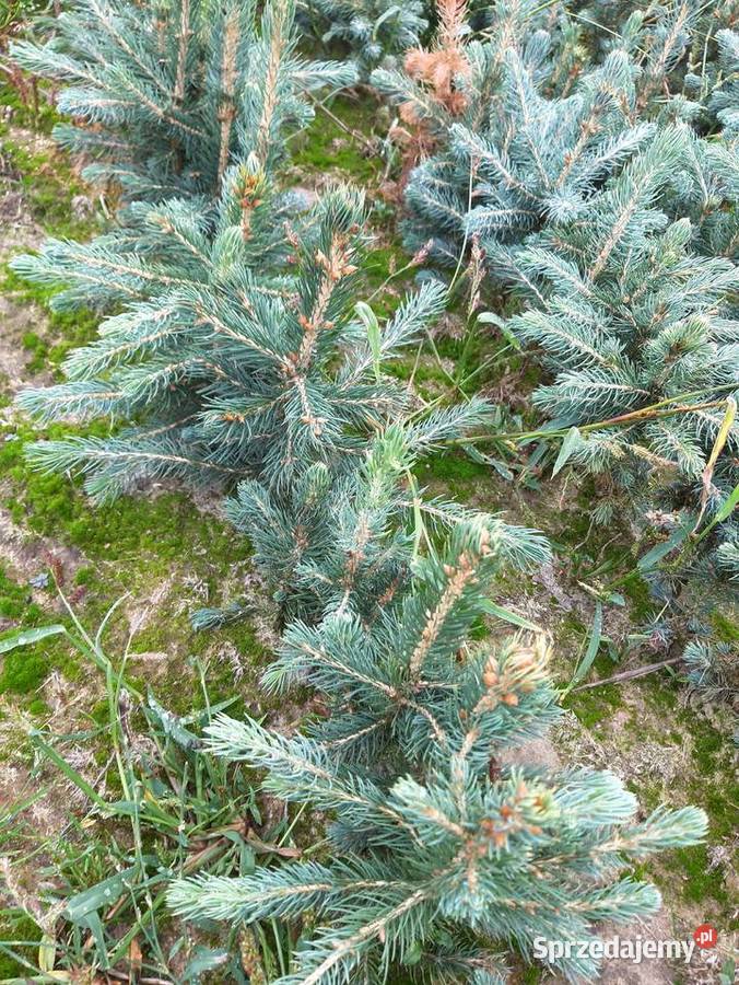 Świerk srebrny 15 25 Choinki sadzonki zachodniopomorskie Szczecinek