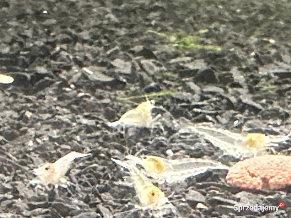 Krewetki neocaridina red cherry Zwierzęta łódzkie Aleksandrów Łódzki