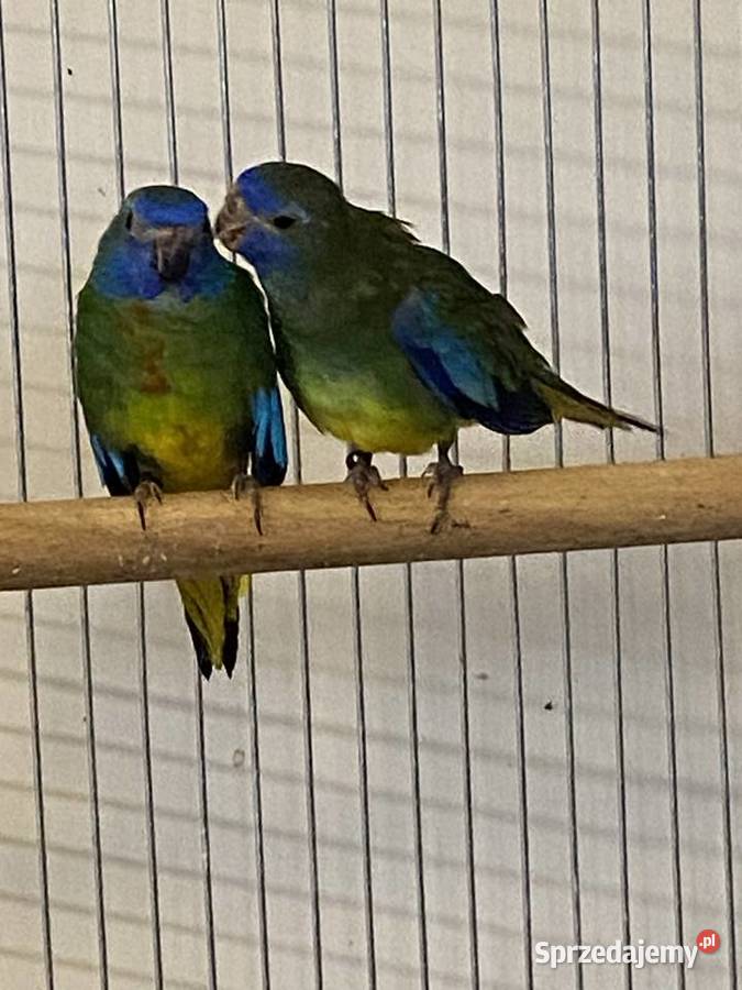 łąkówki wspaniałe Gorzów Wielkopolski