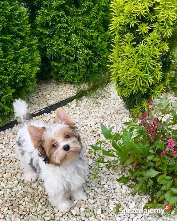 Yorkshire Terrier blueberry chłopak Stojowice