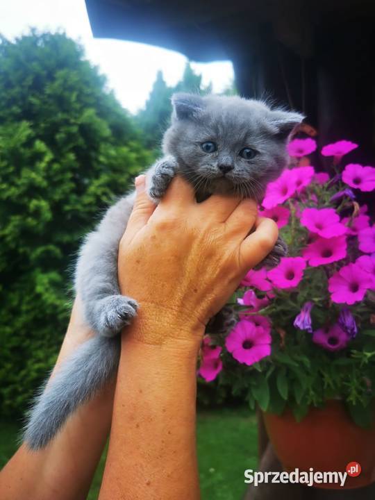 Piękne kocięta Brytyjskie niebieskie krótkowłose Chrząstowice sprzedam