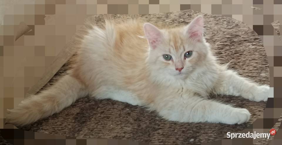 Koty Syberyjskie PICOLLO ZKolakowegoDomu Zwierzęta Kwilcz