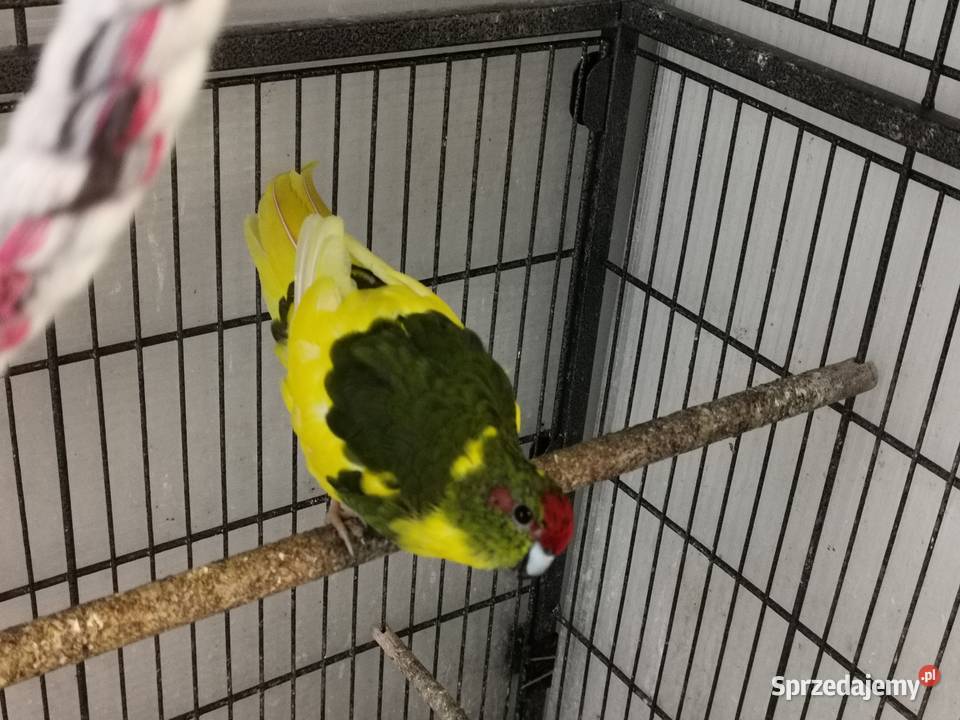 Papugi kozie modrolotki para śląskie Kamienica Polska