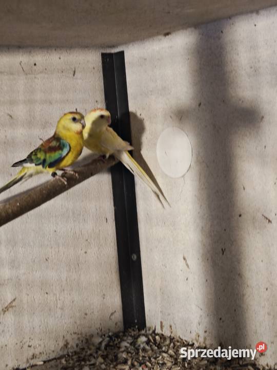 Papugi świergotki 2025 Kryry