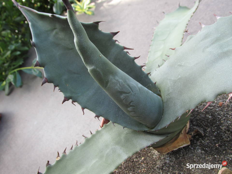 Mrozoodporna agawa do 15C Agave salmiana ferox małopolskie Kraków
