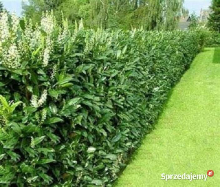 LAUROWIŚNIA WSCHODNIA CAUCASICA sadzonki w Ustronie