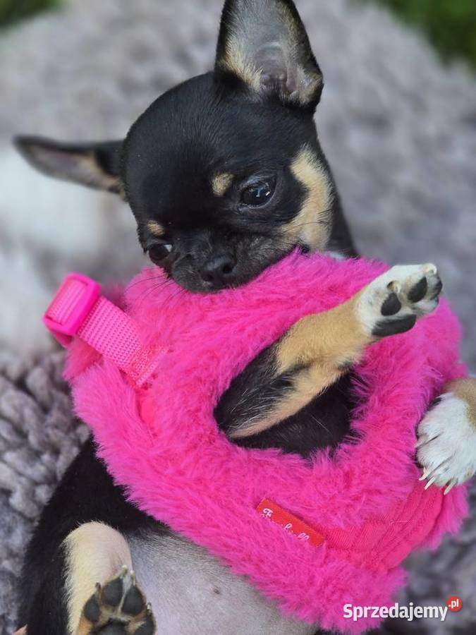 Chihuahua Czarna podpalana Bielsko-Biała