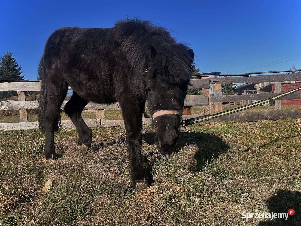 Klacz kucyka Konie warmińsko-mazurskie Iława