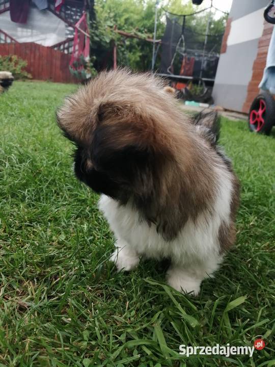 pekińczyk królewski Starachowice