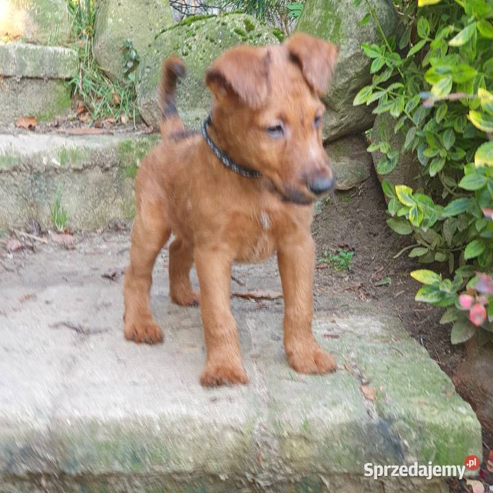 Terier irlandzki Klonowo Dolne