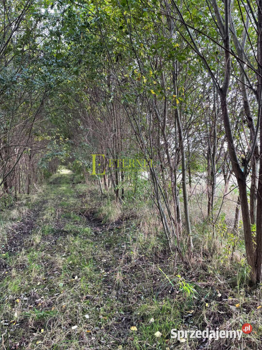 Duża działka inwestycyjna 5703m KrakówWadów Sprzedaż małopolskie