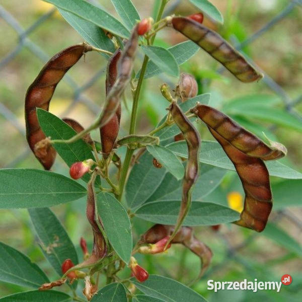 NIKLA INDYJSKA Cajanus cajan NASIONA 100g Lubanie
