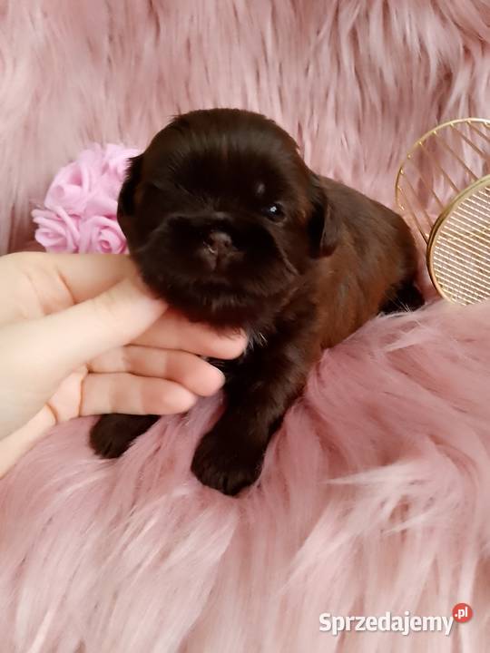 Czekoladowa suczka rasy ShihTzu Namysłów
