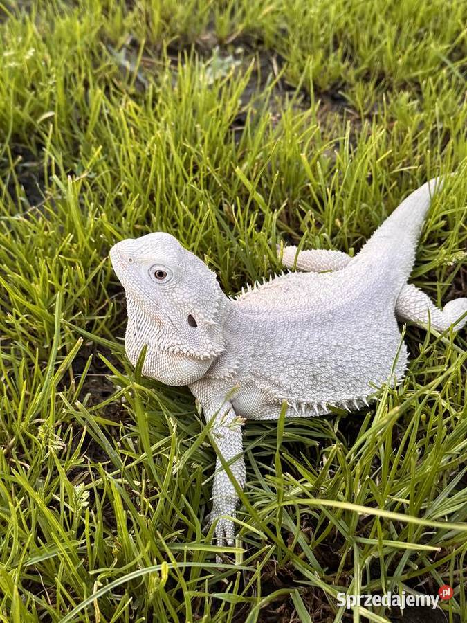 Agama brodata Hypo zero samica Iława