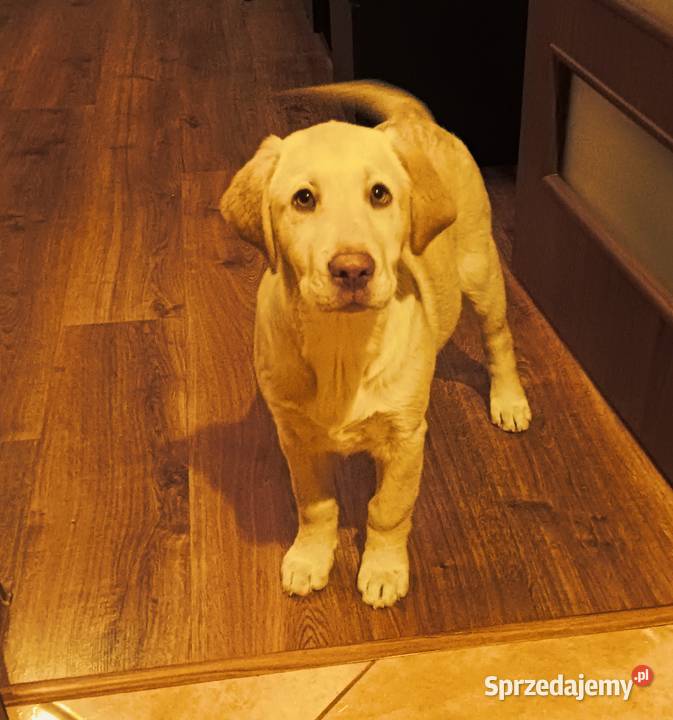 Labrador ostatnia suczka biszkoptowa