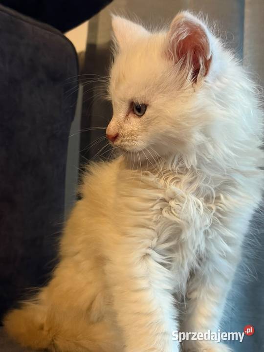 Sprzedam 2 kocurki rasy maine coon Smyczyna